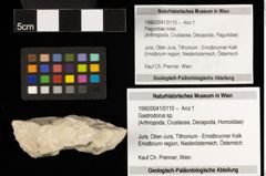 Foto (Objekt + Etiketten) von Gastrodorus sp. (NHMW-GEO-1990-0041-0110)